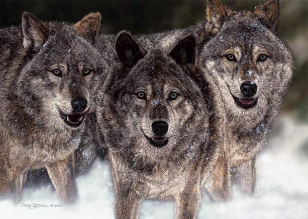 Judy Larson The Pursued