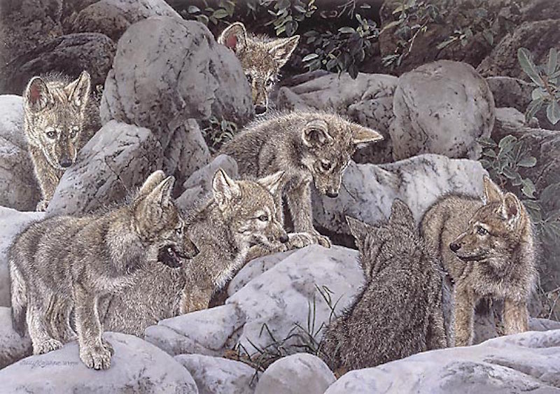 Judy Larson Childs Play Wolves