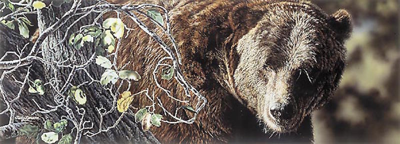 Judy Larson The Family Tree Grizzly Bear