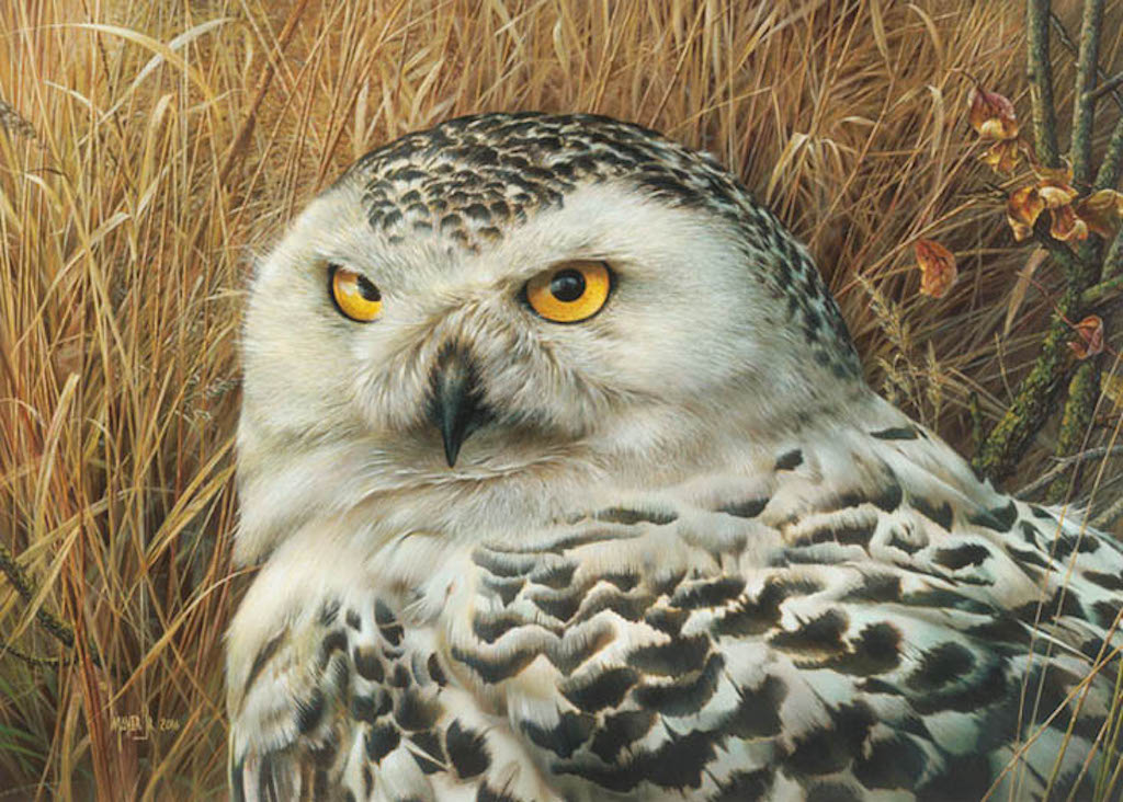 Denis Mayer Snowy Owl