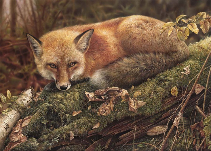 Denis Mayer Sly Wanderer Red Fox
