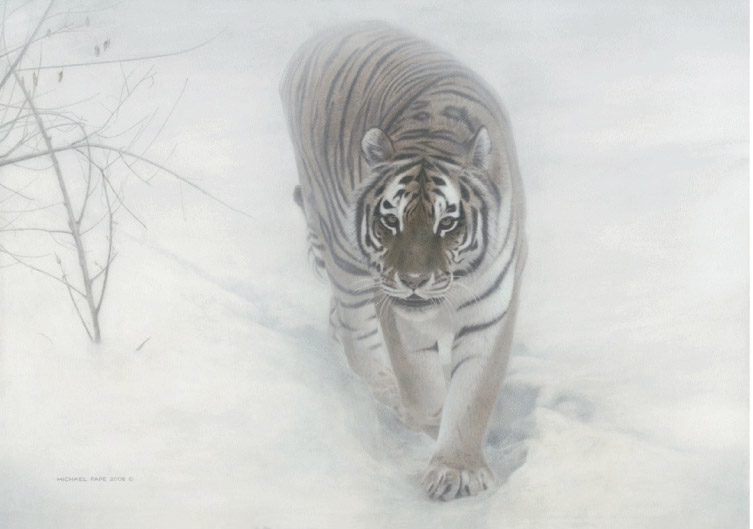 Michael Pape Out Of The Mist Amur Tiger