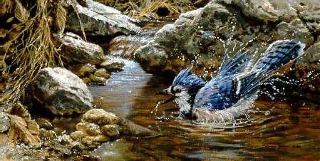 John Seerey Lester Bathing Blue Jay