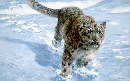 John Seerey-Lester The Chase Snow Leopard