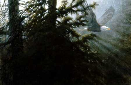 John Seerey-Lester Morning Glory