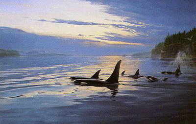Daniel Smith Armada Orcas