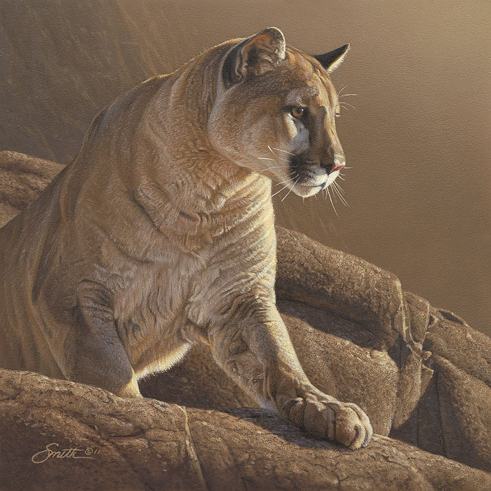 Daniel Smith Cat Scan Cougar