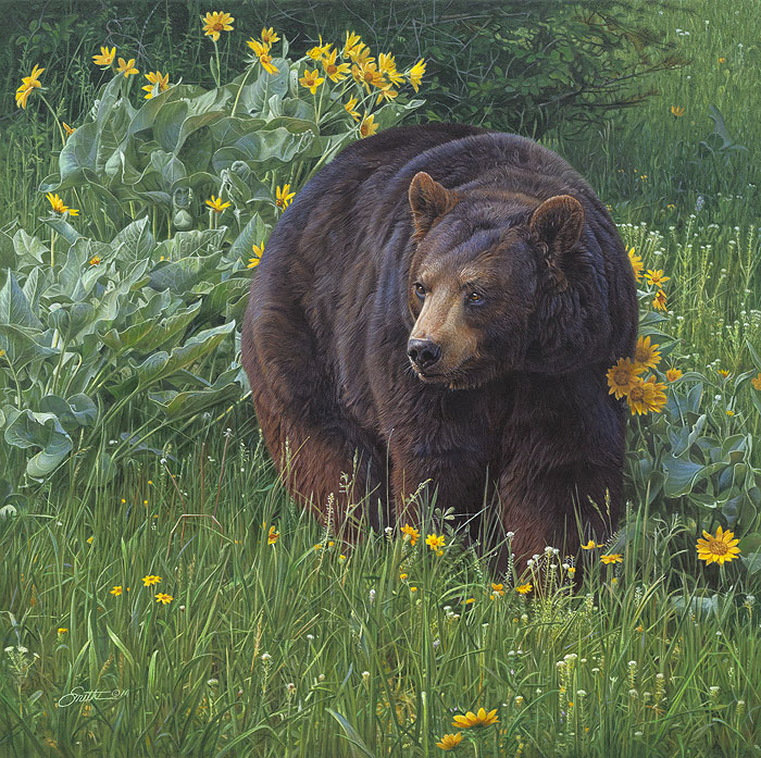 Daniel Smith Black Bear