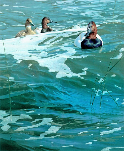 Daniel Smith On The Rise Canvasbacks