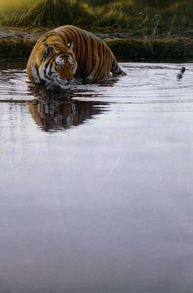 Daniel Smith Primal Instinct Tiger