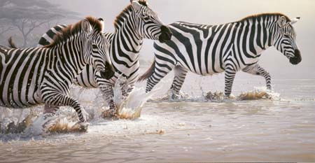 Daniel Smith Risky Crossing Zebras