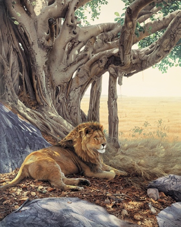 Daniel Smith Savanna Sanctuary