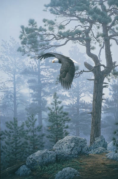 Daniel Smith Shrouded Forest Bald Eagle