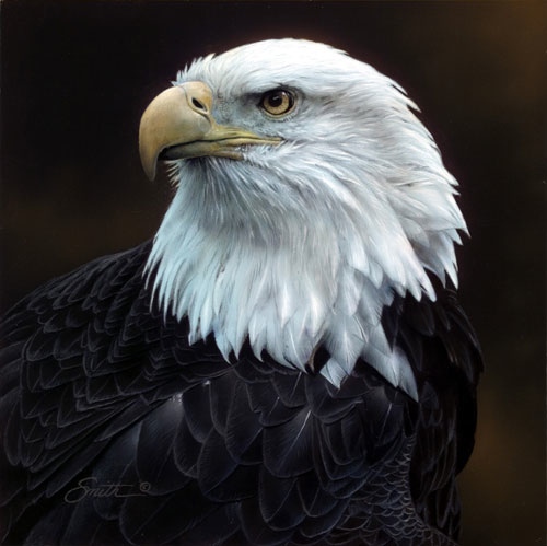 Daniel Smith Sovereign Repose Bald Eagle