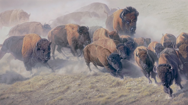 Daniel Smith Thunder and Dust Bison