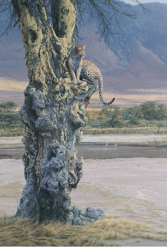 Daniel Smith Vantage Point Leopard