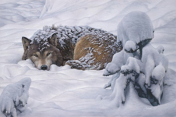 Daniel Smith Winter's Embrace Wolf