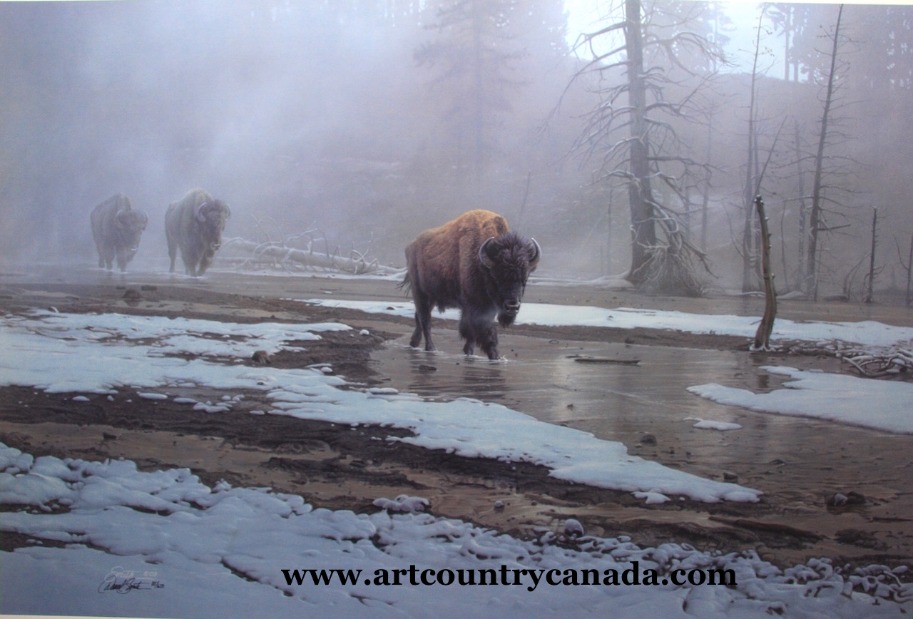 Daniel Smith Yellowstone Procession Bison