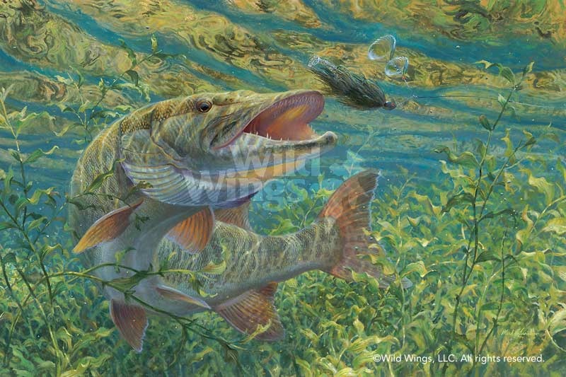 Mark Susinno No escape Muskie