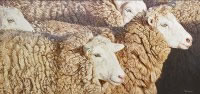 Brent Townsend - Teresa's Sheep