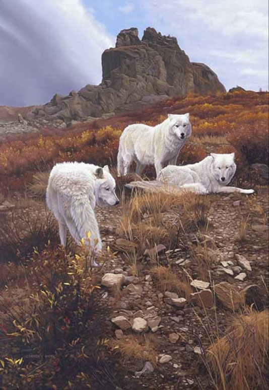 Derek Wicks Arctic Council Wolves