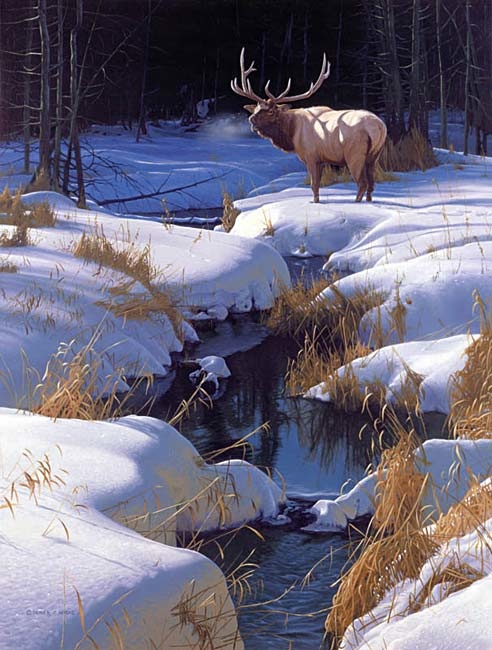 Derek Wicks Winter Sonata Bull Elk